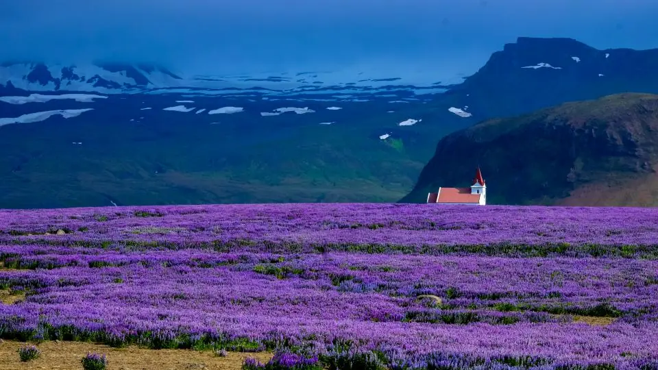 Hileras de lavanda en flor, una planta muy usada en perfumería