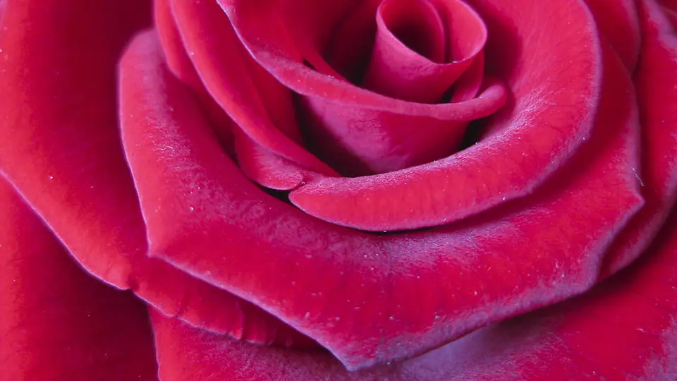 Pétalos de rosa vistos muy de cerca