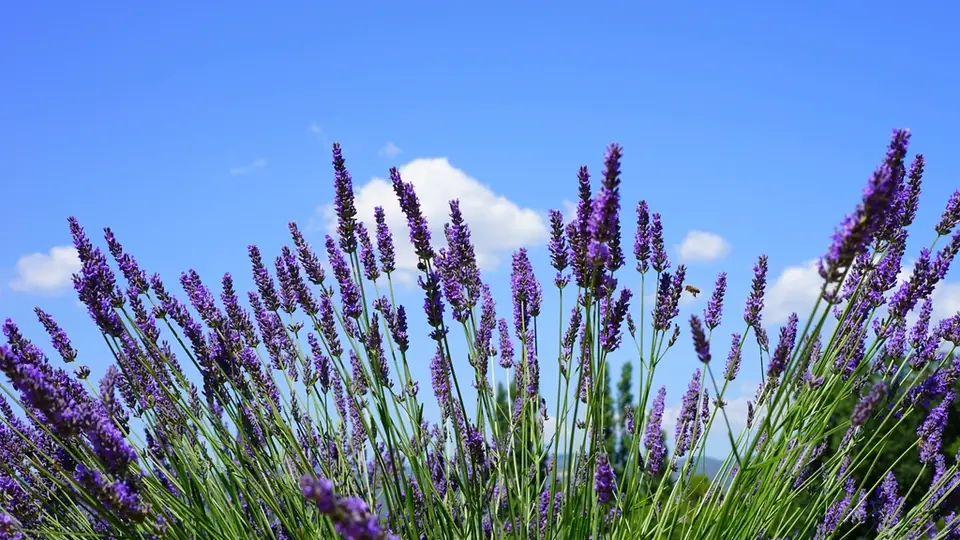 Lavanda morada en filas hasta el horizonte