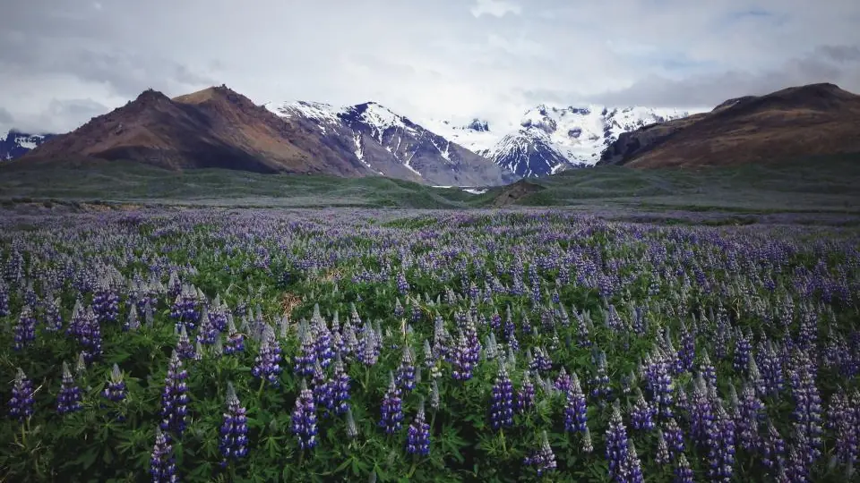 Ramas de lavanda al sol