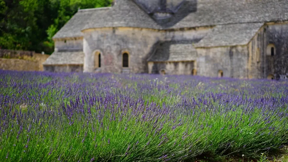 Un gran campo de lavanda bajo el cielo